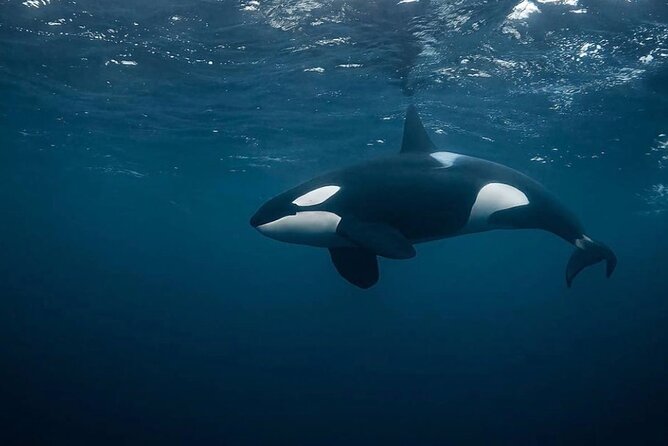 Snorkeling with Orcas In Norway, 4 days All-Inclusive expedition - Skjervøy and the herring grounds