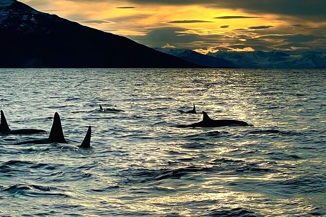 Snorkeling with Orcas In Norway, 4 days All-Inclusive expedition - Life aboard the catamaran