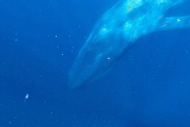 Snorkeling with Whales in Mirissa - Why the group limit matters