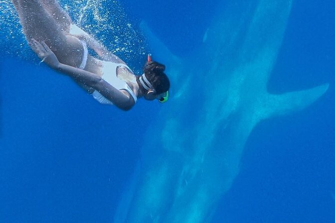 Snorkeling with Whales in Mirissa - Mirissa Beach is the only planned stop