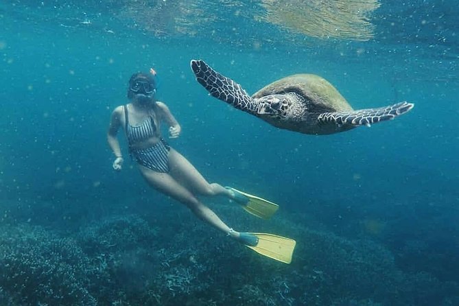 Snorkeling with Whales in Mirissa - Conditions, cancellations, and the chance of disappointment