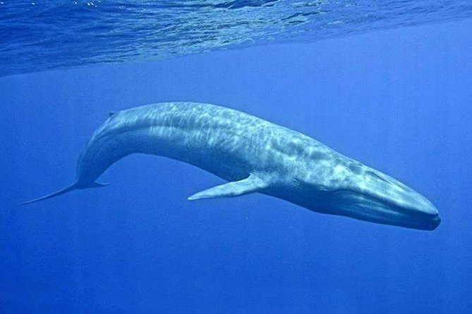 Snorkeling with Whales in Mirissa - What swimming with a whale really means