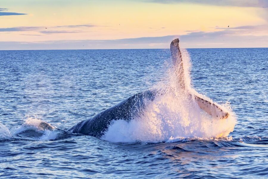 South Maui: Whale Watch Kayaking and Snorkel Tour in Kihei - Key points to know before you paddle out
