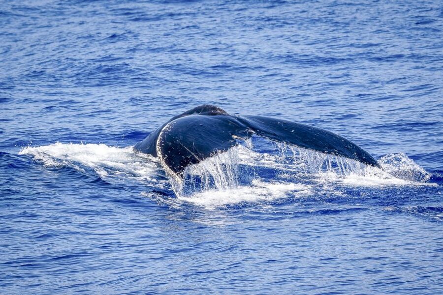 South Maui: Whale Watch Kayaking and Snorkel Tour in Kihei - Should you book the Makena kayak and snorkel tour?