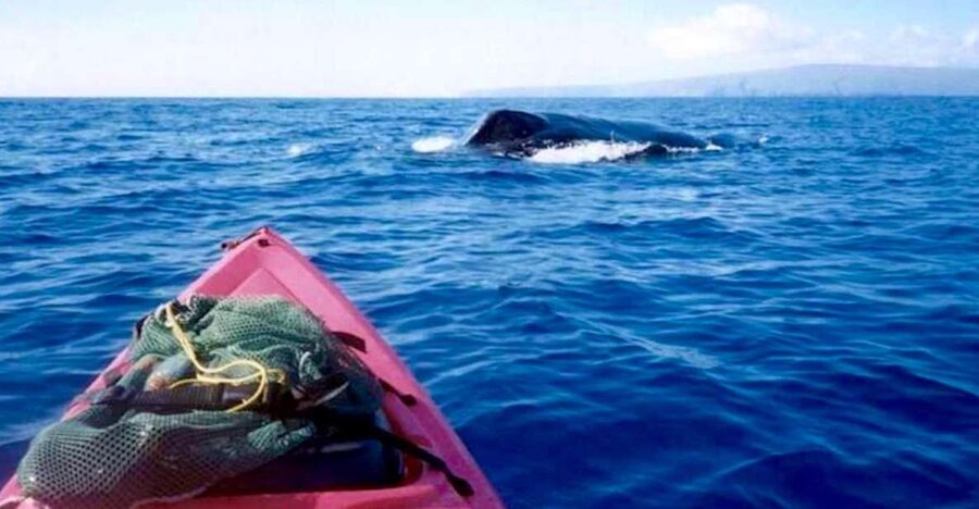 South Maui: Whale Watch Kayaking and Snorkel Tour in Kihei - What the guides add to the morning