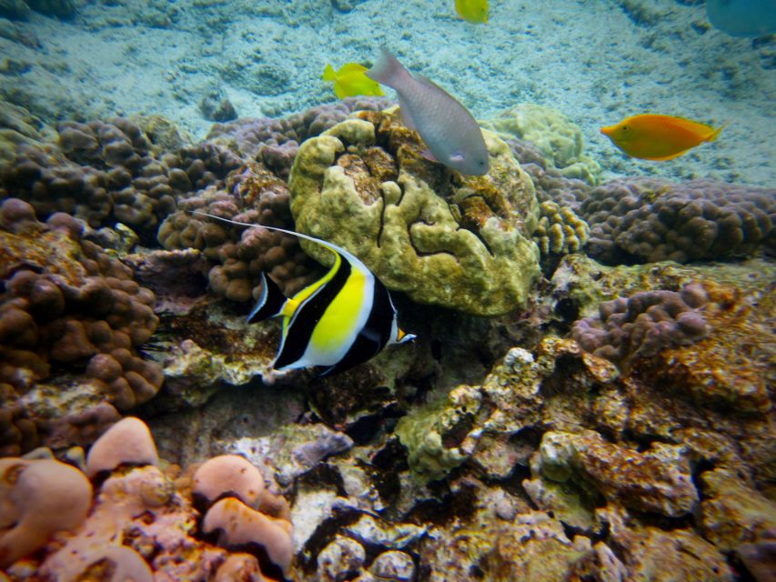 South Maui: Whale Watch Kayaking and Snorkel Tour in Kihei - Returning along the reef for snorkeling