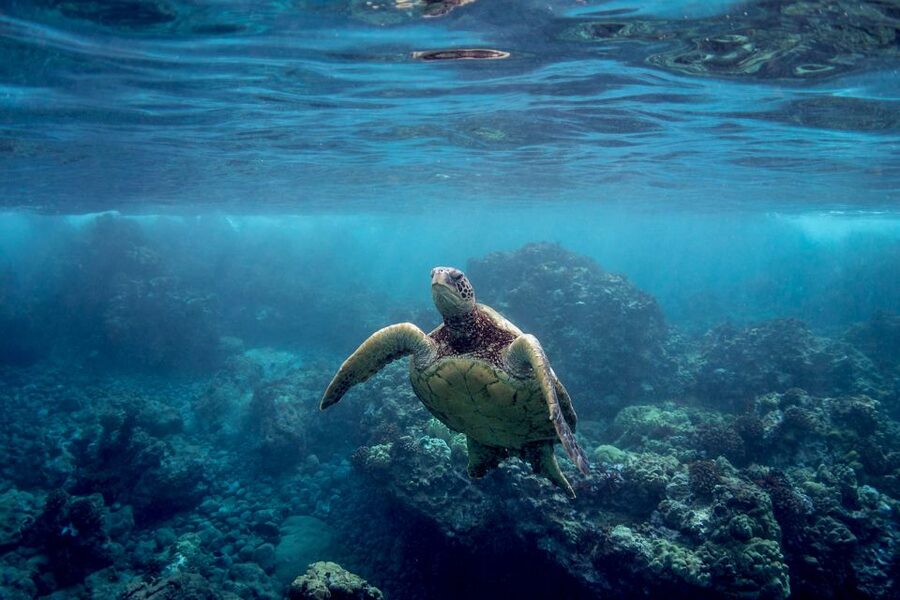 South Maui: Whale Watch Kayaking and Snorkel Tour in Kihei - How strenuous is the three-hour outing?