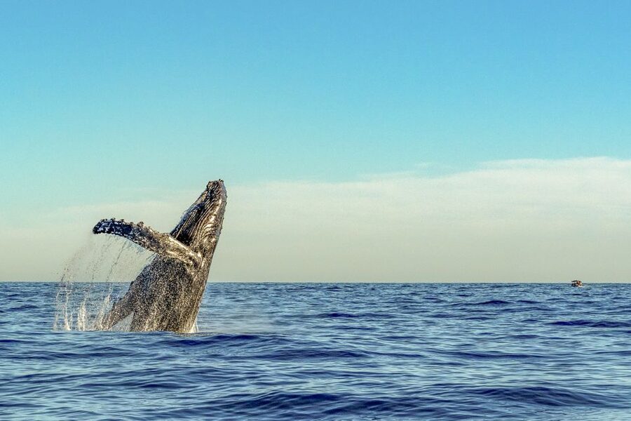 South Maui: Whale Watch Kayaking and Snorkel Tour in Kihei - The $118 price and what you receive