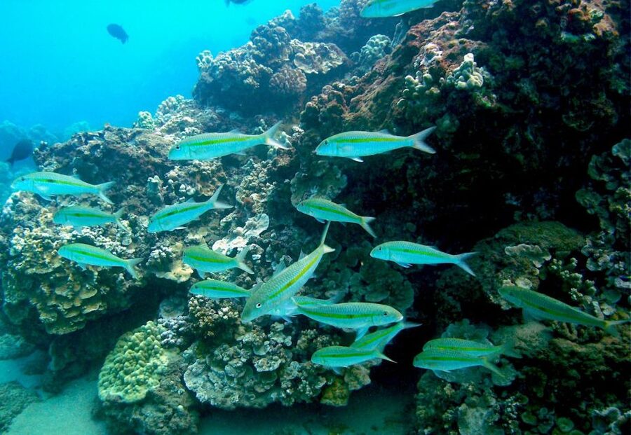 South Maui: Whale Watch Kayaking and Snorkel Tour in Kihei - Who will enjoy this South Maui tour most?