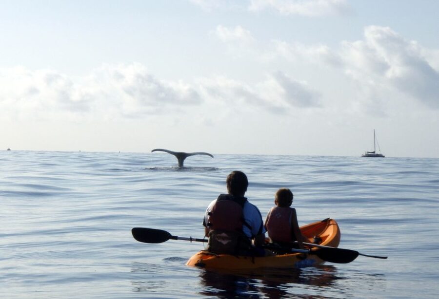 South Maui: Whale Watch Kayaking and Snorkel Tour in Kihei - Useful booking details before you decide