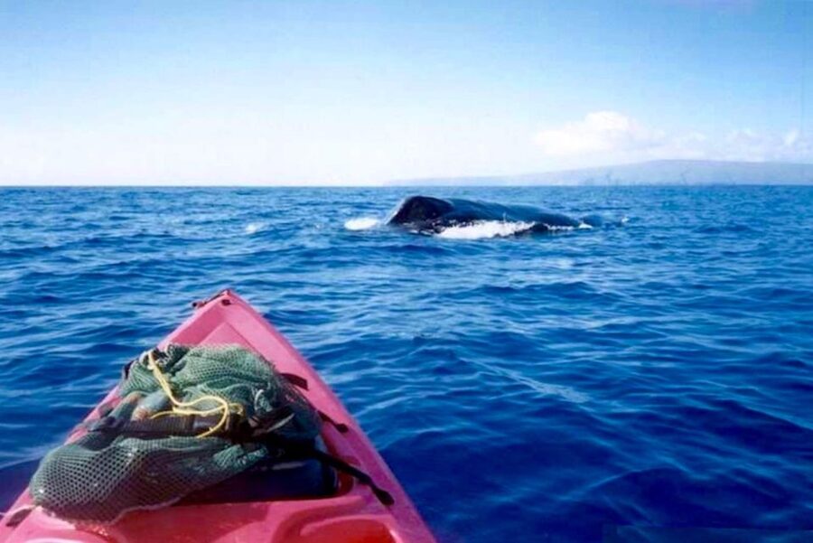 South Maui: Whale Watch Kayaking and Snorkel Tour in Kihei - The first paddle, with whales as the main hope