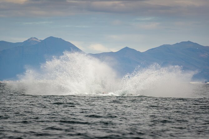 Speedboat Whale Watching Small-Group Tour in Reykjavik - Leaving Reykjavik on a 12-seat RIB