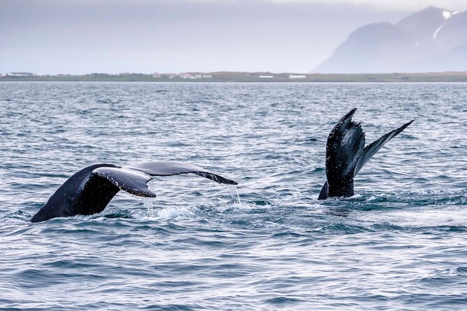 Speedboat Whale Watching Small-Group Tour in Reykjavik - Faxaflói Bay and the search for whales
