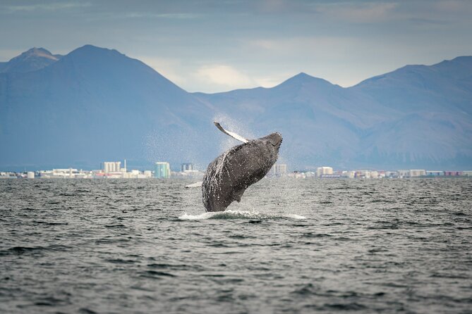 Speedboat Whale Watching Small-Group Tour in Reykjavik - Humpbacks, minkes, dolphins, and porpoises