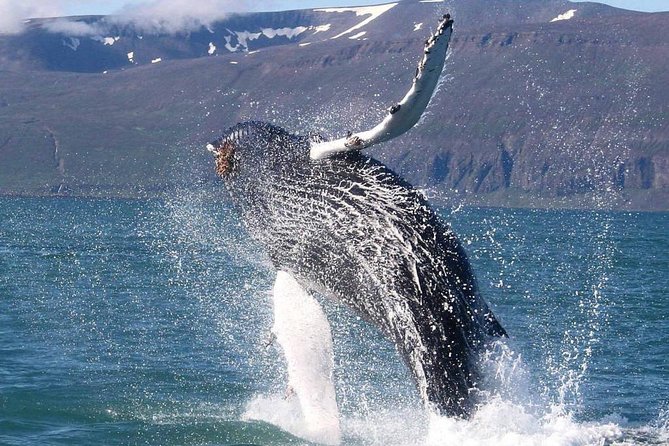Speedboat Whale Watching Small-Group Tour in Reykjavik - Why the small group matters