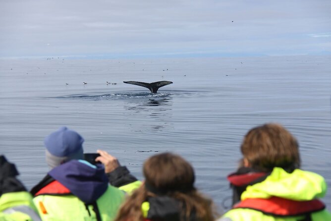 Speedboat Whale Watching Small-Group Tour in Reykjavik - The ride is part of the attraction