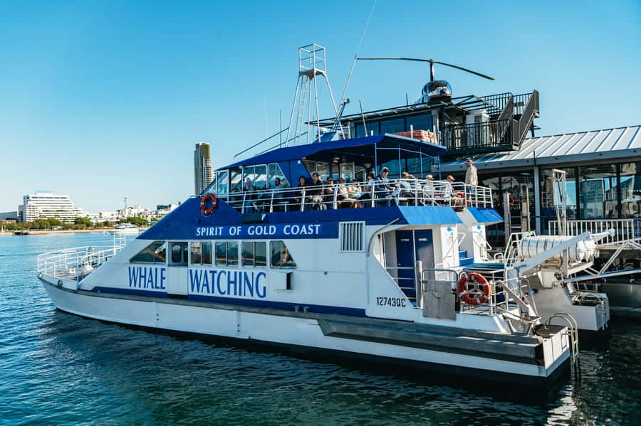 Spirit of Gold Coast 2.5-Hour Whale Watching Tour - Quick facts about the Gold Coast whale tour