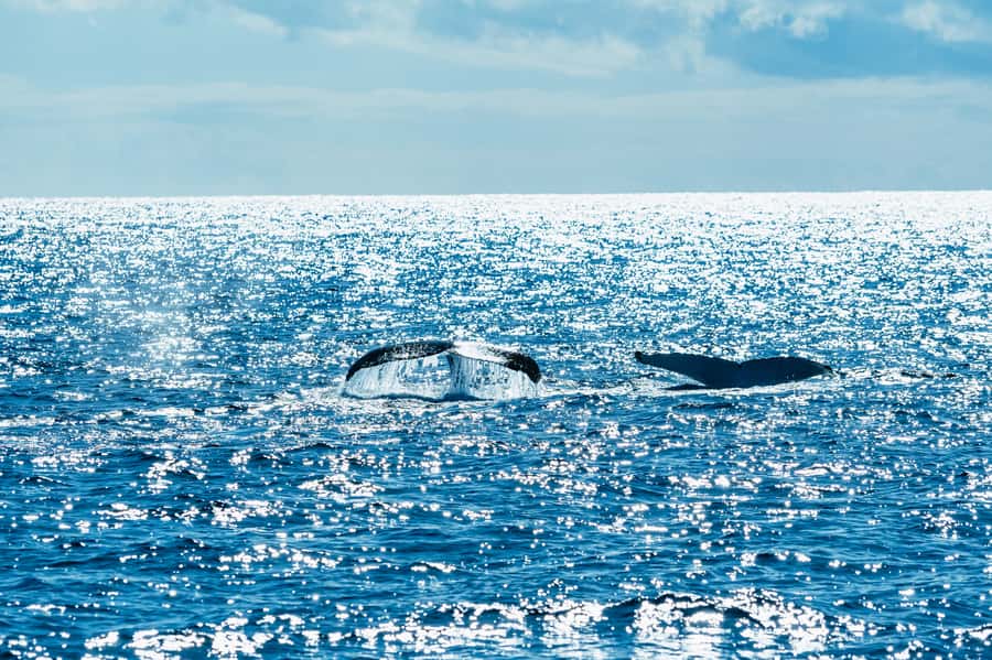 Spirit of Gold Coast 2.5-Hour Whale Watching Tour - Leaving the Broadwater from Southport