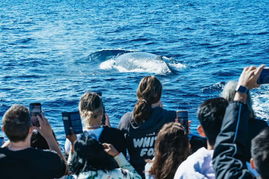 Spirit of Gold Coast 2.5-Hour Whale Watching Tour - The first minutes on open water