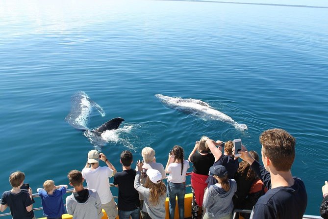 Spirit of Hervey Bay Whale Watching Cruise - The Boat’s Three Ways to Watch