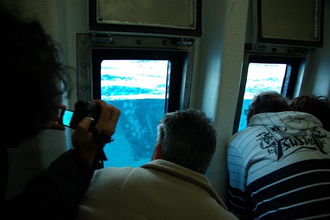 Spirit of Hervey Bay Whale Watching Cruise - What You Might See Around Fraser Island