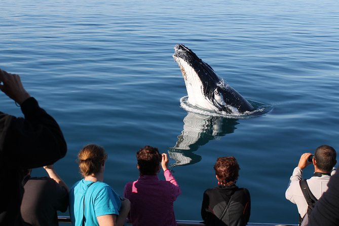 Spirit of Hervey Bay Whale Watching Cruise - Morning Tea, Afternoon Tea, and Onboard Comfort