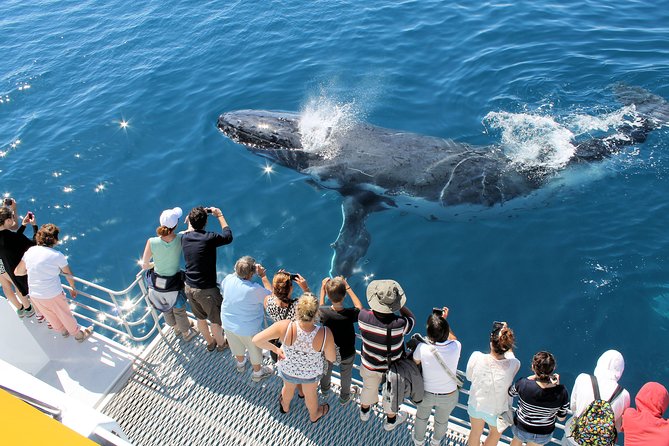 Spirit of Hervey Bay Whale Watching Cruise - Timing, Weather, and Group Size