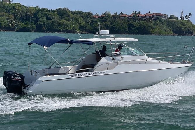 Sports Boat- Private Whale Watching Trip( free breakfast & paid pick-up) - Responsible rules matter on a close encounter