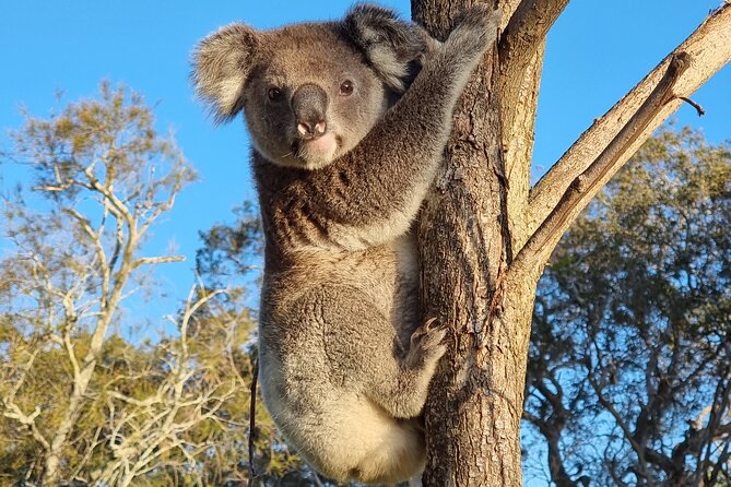 Stradbroke Island Eco Day Trip from Brisbane – Wildlife & Beaches - Key points before you book