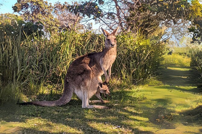 Stradbroke Island Eco Day Trip from Brisbane – Wildlife & Beaches - Cylinder Beach gives the schedule breathing room