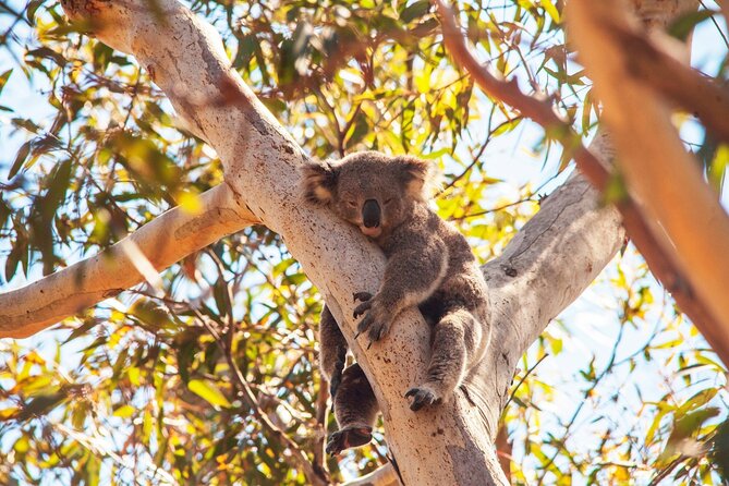 Stradbroke Island Eco Day Trip from Brisbane – Wildlife & Beaches - Amity Point for koalas and quiet water