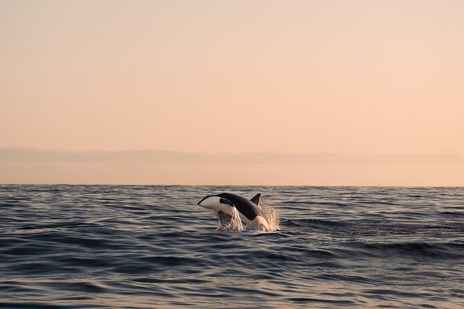 Summer Whale Safari in Andenes (Andøy, Vesterålen) - Key details before you book