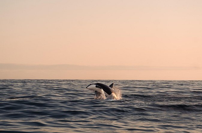 Summer Whale Safari in Andenes (Andøy, Vesterålen) - Sperm whales, orcas, and the luck factor