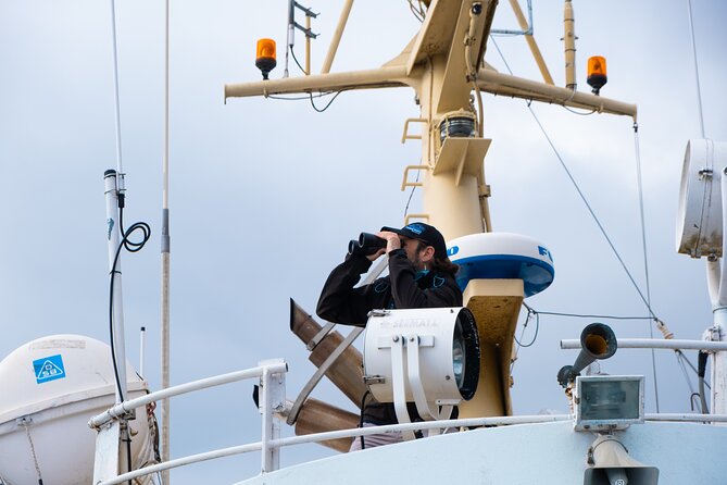 Summer Whale Safari in Andenes (Andøy, Vesterålen) - The crew makes a major difference