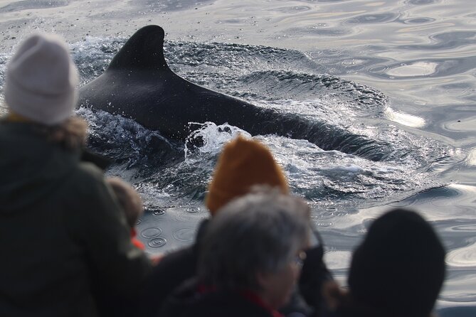 Summer Whale Safari in Andenes (Andøy, Vesterålen) - Setting out on ALBA