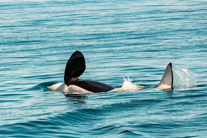 Summer Whale Watching Tour in a Zodiac Boat in Victoria - Fort Rodd Hill and Fisgard Lighthouse from the water
