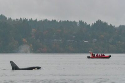 Summer Whale Watching Tour in a Zodiac Boat in Victoria