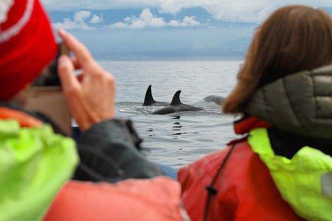 Summer Whale Watching Tour in a Zodiac Boat in Victoria - Timing, weather, and practical planning