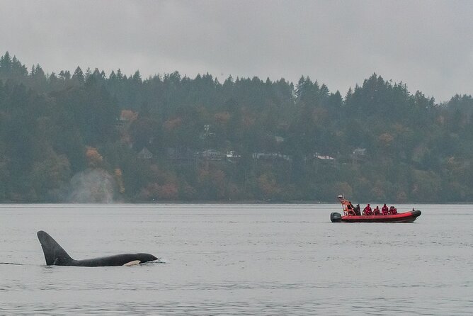 Summer Whale Watching Tour in a Zodiac Boat in Victoria - Race Rocks, where currents feed the wildlife