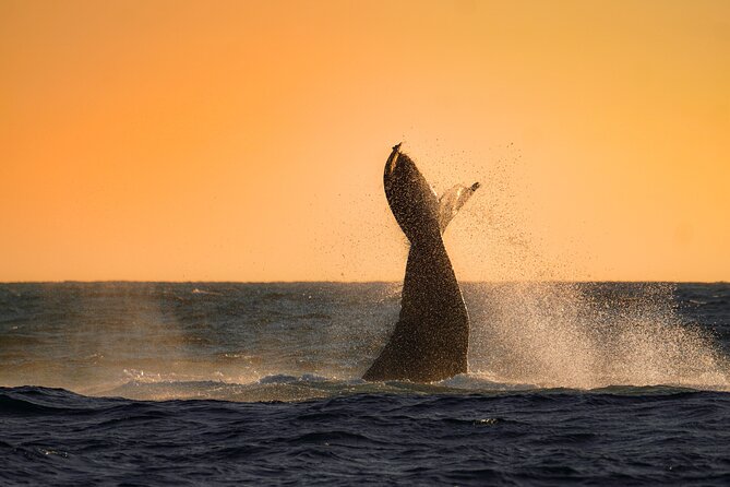 Sunrise Whale Watching boat tour with marine biologist - The 6:30 am start from O Dock