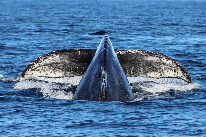Sunrise Whale Watching boat tour with marine biologist - Snorkeling and reef fish in the bay