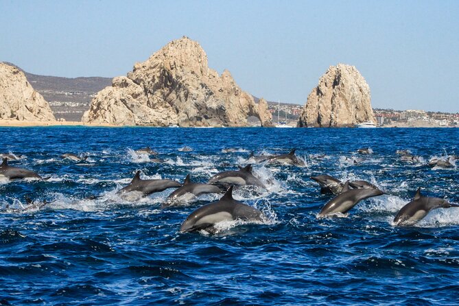 Sunrise Whale Watching boat tour with marine biologist - Beaches, birds, and Cabo’s famous Arch