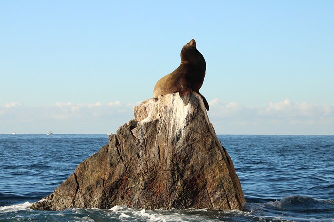 Sunrise Whale Watching boat tour with marine biologist - What is included for $129