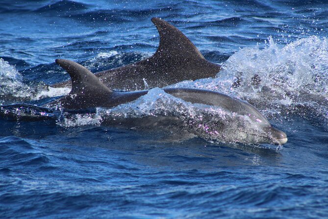 Sunrise Whale Watching boat tour with marine biologist - Who will enjoy this most