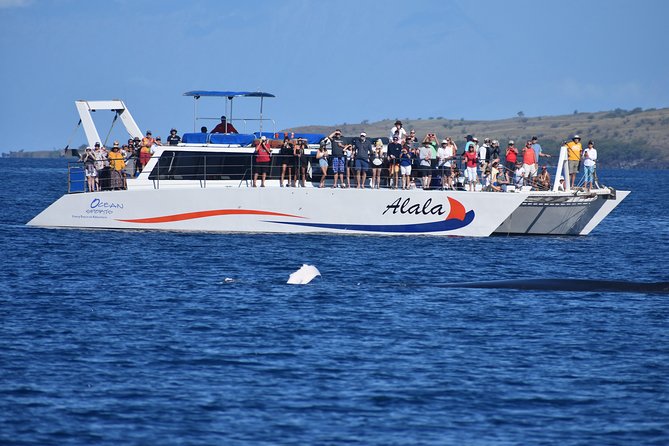 Sunset Cruise with the Whales on our Sailing Catamaran - Checking in at Anaehoomalu Bay