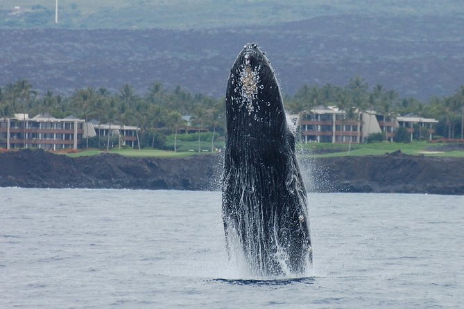 Sunset Cruise with the Whales on our Sailing Catamaran - Searching for humpbacks in winter
