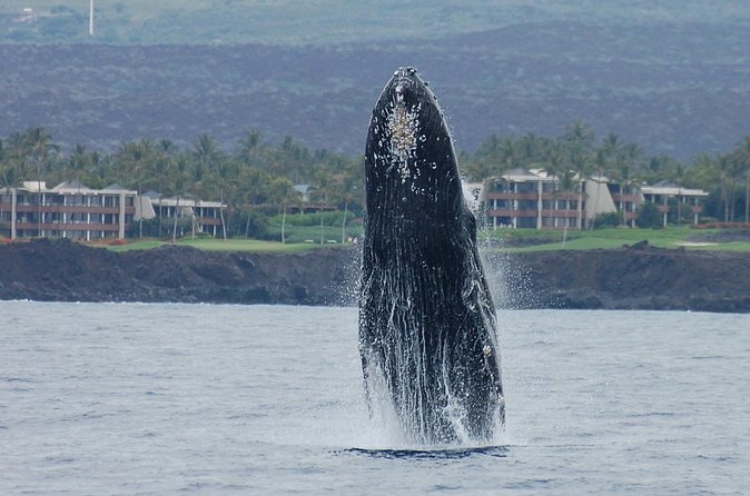 Sunset Cruise with the Whales on our Sailing Catamaran - Who will enjoy this cruise most