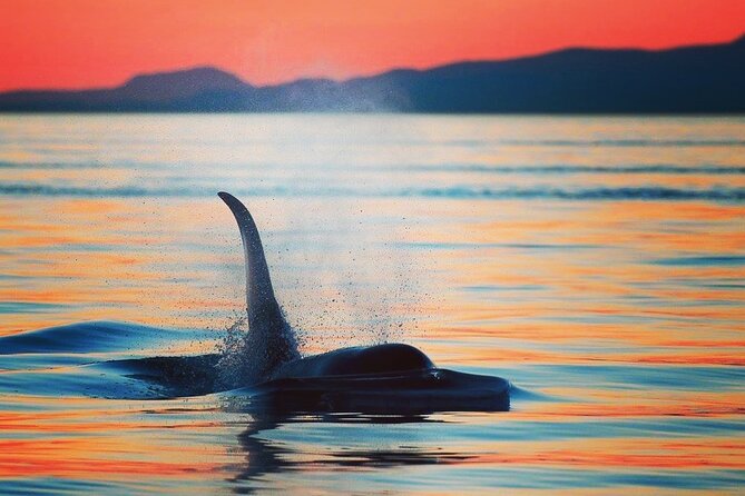 Sunset Whale and Wildlife Adventure in Cowichan Bay - Quick facts worth knowing