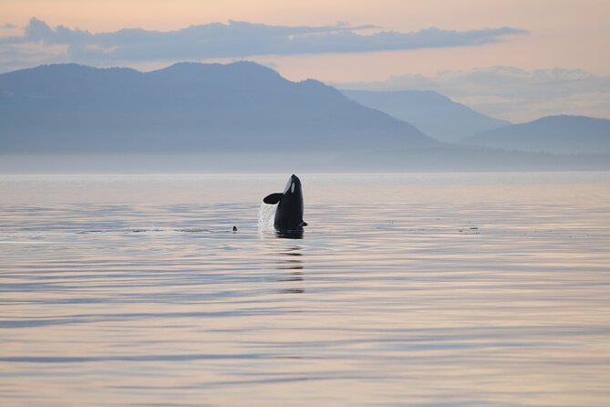 Sunset Whale and Wildlife Adventure in Cowichan Bay - Leaving Cowichan Bay in the evening