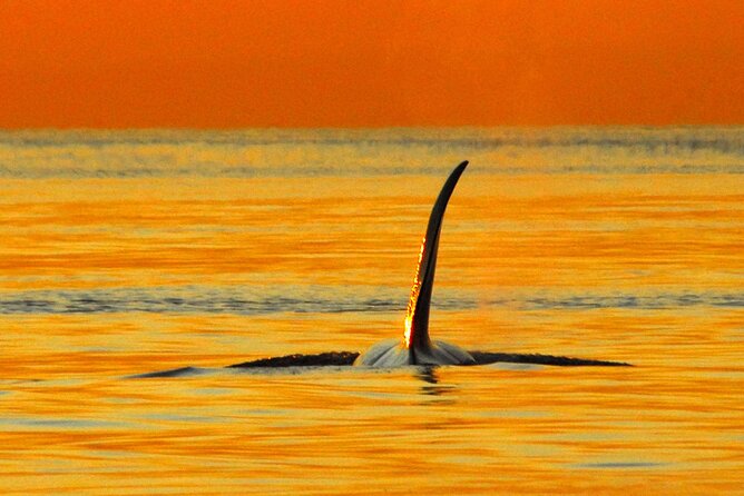 Sunset Whale and Wildlife Adventure in Cowichan Bay - Orcas, humpbacks, and the luck factor